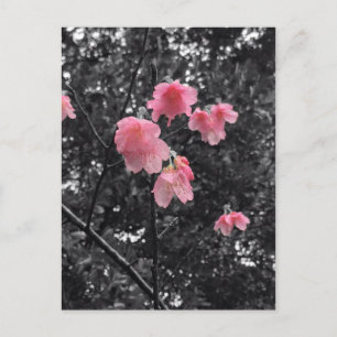 Blüten der Schwarzen und Weißen Kirsche Postkarte