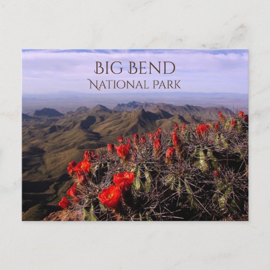 Blüten des Bright Claret Cup, Big Bend NP, TX Postkarte (Vorderseite)