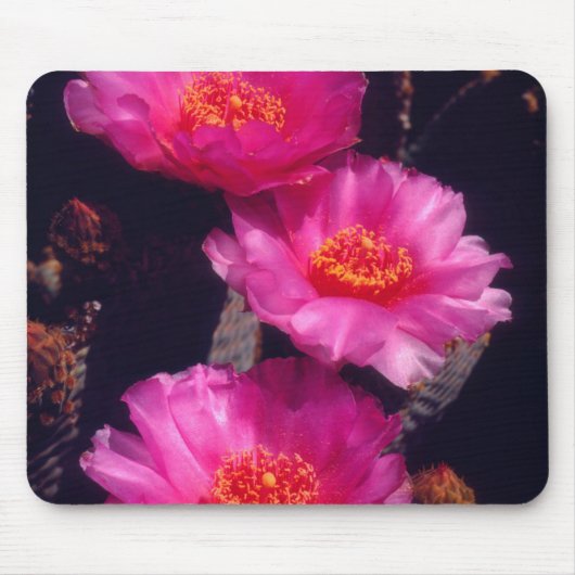 Blüten des Kaktus Beavertail 2 Mousepad (Vorne)