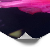 Blüten des Opuntien 2 Poster (Ecke)