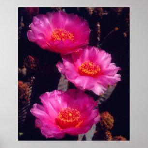 Blüten des Opuntien 2 Poster