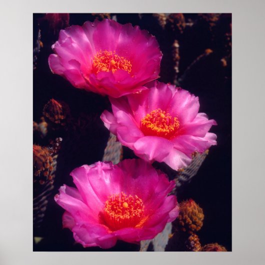 Blüten des Opuntien 2 Poster (Vorne)