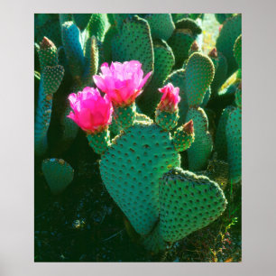 Blüten des Opuntien-Kaktus Poster