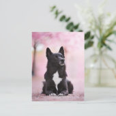 Blüten des Schwarzen Buhunds und der Kirsche Postkarte (Stehend Vorderseite)