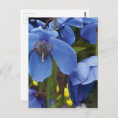 Blüten Flora Blume Blütenblätter Gartenweine Postkarte (Vorne/Hinten)