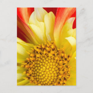 Blüten Floral Blatt Natur Wald Schicksal Postkarte