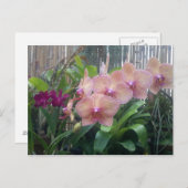 Blüten, Orchideen Postkarte (Vorne/Hinten)