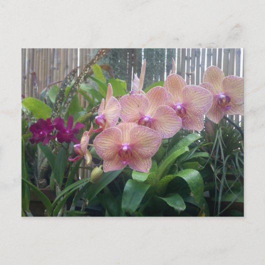 Blüten, Orchideen Postkarte (Vorderseite)