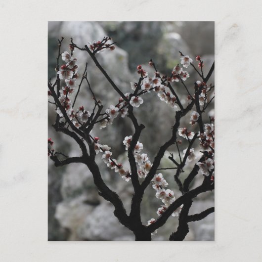 Blüten Postkarte (Vorderseite)