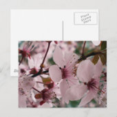 Blüten Postkarte (Vorne/Hinten)