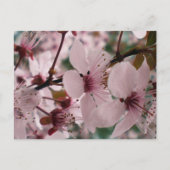 Blüten Postkarte (Vorderseite)