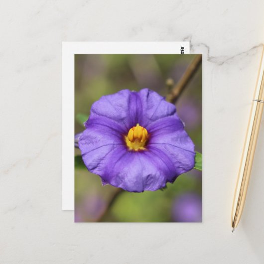 Blüten Postkarte (Vorderseite/Rückseite Beispiel)