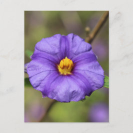 Blüten Postkarte