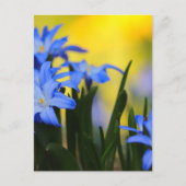 Blüten Postkarte (Vorderseite)