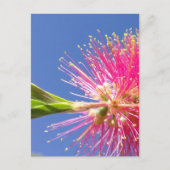 Blüten Postkarte (Vorderseite)