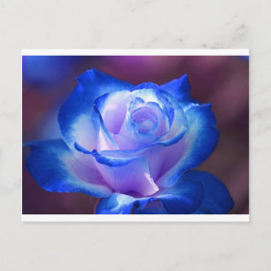 Blüten Reben Blütenblätter Rose Blume Blume blaue Postkarte