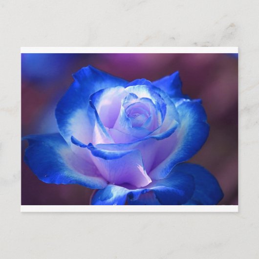 Blüten Reben Blütenblätter Rose Blume Blume blaue Postkarte (Vorderseite)