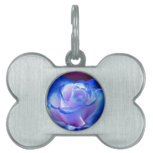 Blüten Reben Blütenblätter Rose Blume Blume blaue Tiermarke
