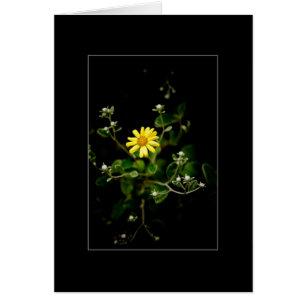 Blüten und Knospen