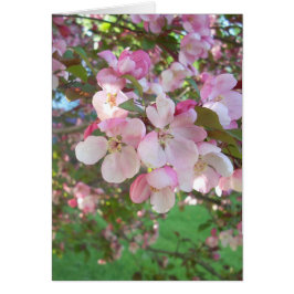 Blüten von Krabbenapfel