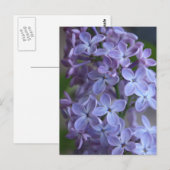 Blütenbaum Lilas Postkarte (Vorne/Hinten)