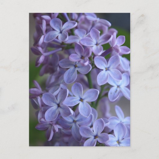 Blütenbaum Lilas Postkarte (Vorderseite)