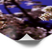 Blütenbaum Poster (Ecke)