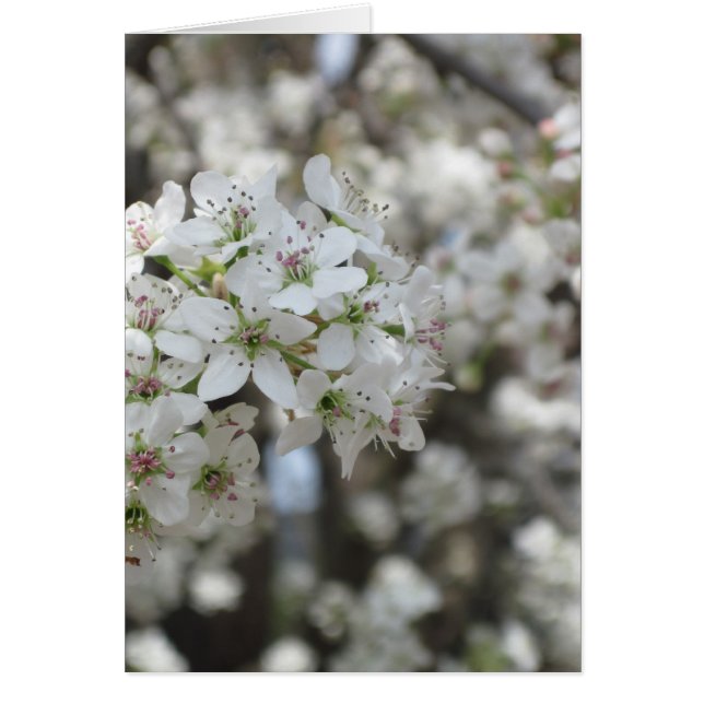 BlütenBirnenbaum (Vorne)