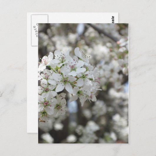 BlütenBirnenbaum Postkarte (Vorne/Hinten)