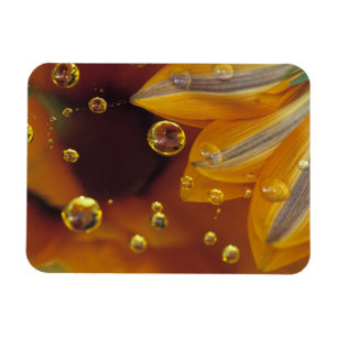 Blütenblätter auf reflektierender Mylar-Oberfläche Magnet
