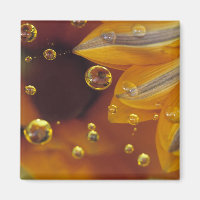 Blütenblätter auf reflektierender Mylar-Oberfläche