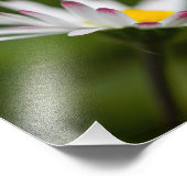 Blütenblätter Fotodruck (Ecke)