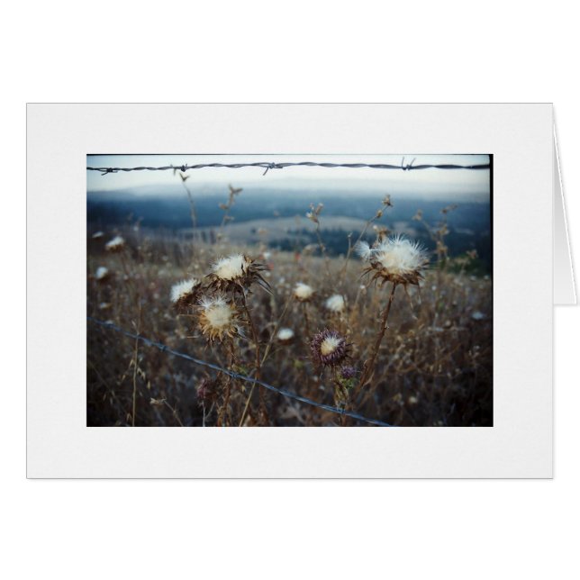 Blütenblume (Vorderseite (Horizontal))