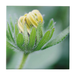 Blütenblume der Kegelblume Fliese