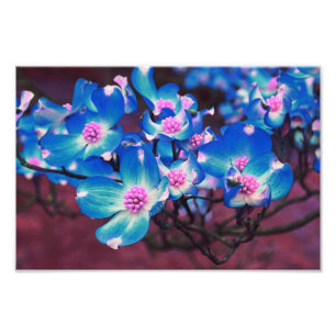 Blütenblume Fotodruck
