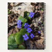 Blütenblumen, hepatica notizblock (Rückseite)