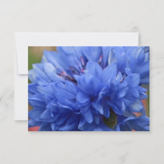 Blütenblütenblütenblüte (Vorderseite)