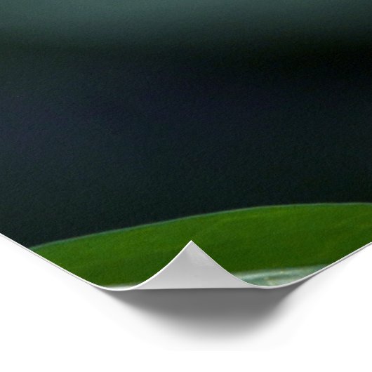 Blütenblütenpfropfen Poster (Ecke)