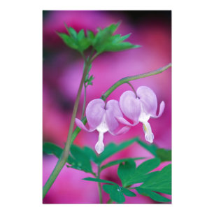 Blutende Herzen verbinden sich im Garten. Bildnach Fotodruck