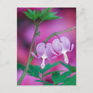 Blutende Herzen verbinden sich im Garten. Bildnach Postkarte