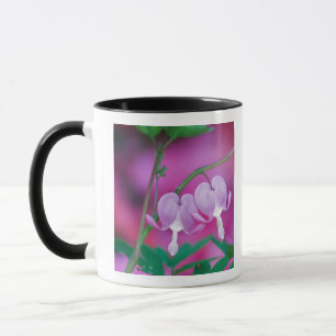 Blutende Herzen verbinden sich im Garten. Credit Tasse