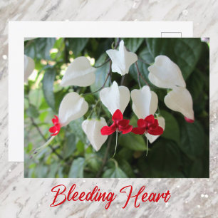 Blutendes Herz Botanische Blumenfotografie Postkarte