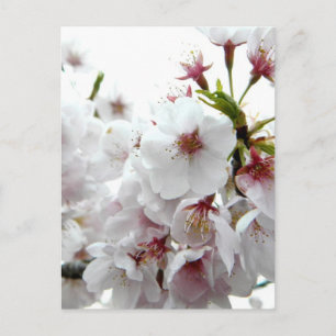Blütenfeder Postkarte