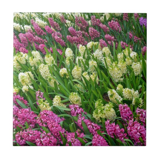 Blütengarten mit blühenden Hyazinthe Fliese (Vorderseite)