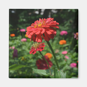 Blütengarten mit rotem Orangenblumen Magnet