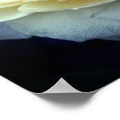 Blütengelbe Rose Poster (Ecke)