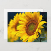 Blütengelbe Sonnenblumen - Hallo, Liebe, vielen Da Postkarte (Vorne/Hinten)