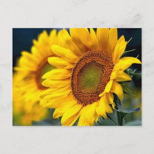 Blütengelbe Sonnenblumen - Hallo, Liebe, vielen Da Postkarte