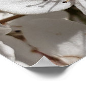 Blütengewächse Foto Familienbaumposter Poster (Ecke)