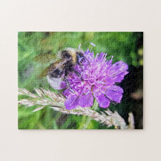 Blütenglück – Naturpuzzle mit Hummel auf Skabiose Puzzle (Horizontal)